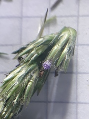 Pseudelephantopus spiralis