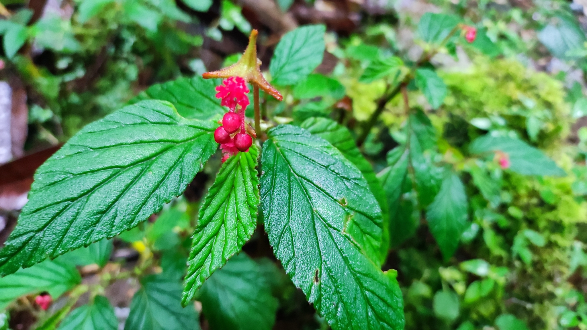 Begoniaceae image