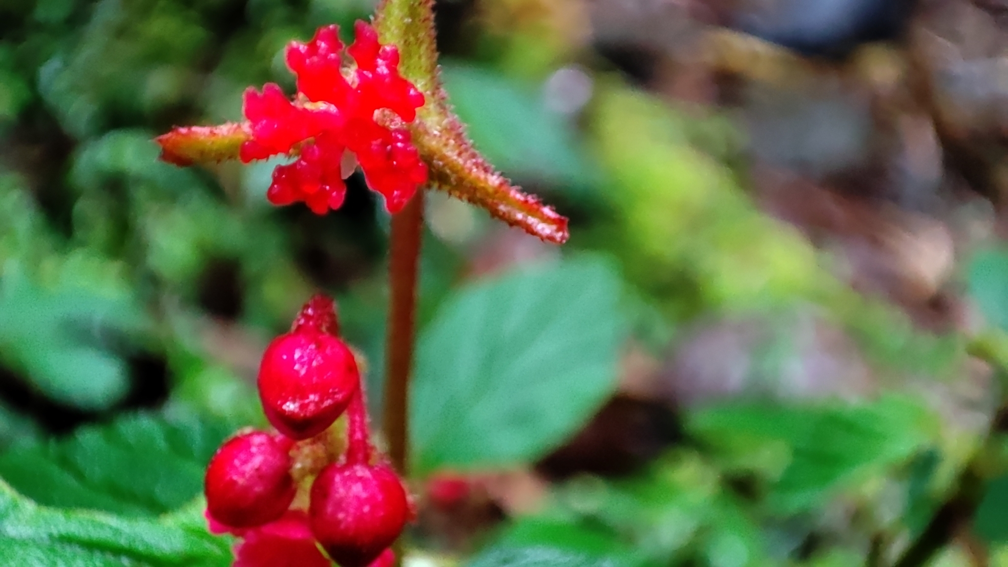 Begonia urticae image