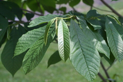 Asimina triloba