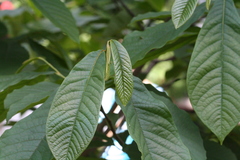 Asimina triloba