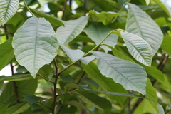Asimina triloba