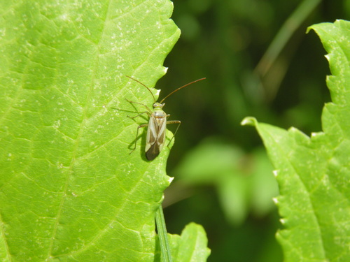 Liucerninė Žolblakė