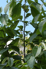 Asimina triloba
