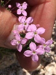 Stenotis peninsularis
