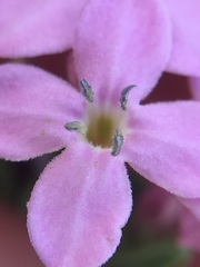 Stenotis peninsularis