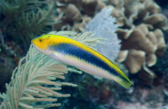 Halichoeres cyanocephalus