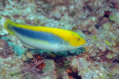 Halichoeres cyanocephalus