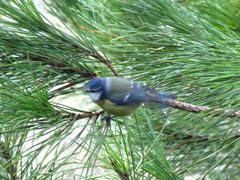 Cyanistes caeruleus