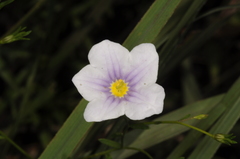 Nierembergia linariifolia