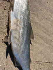 Coregonus clupeaformis