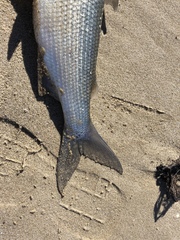 Coregonus clupeaformis