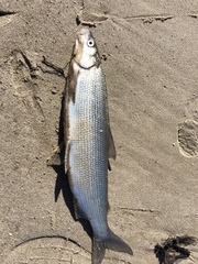Coregonus clupeaformis