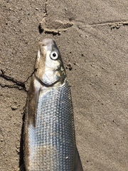 Coregonus clupeaformis