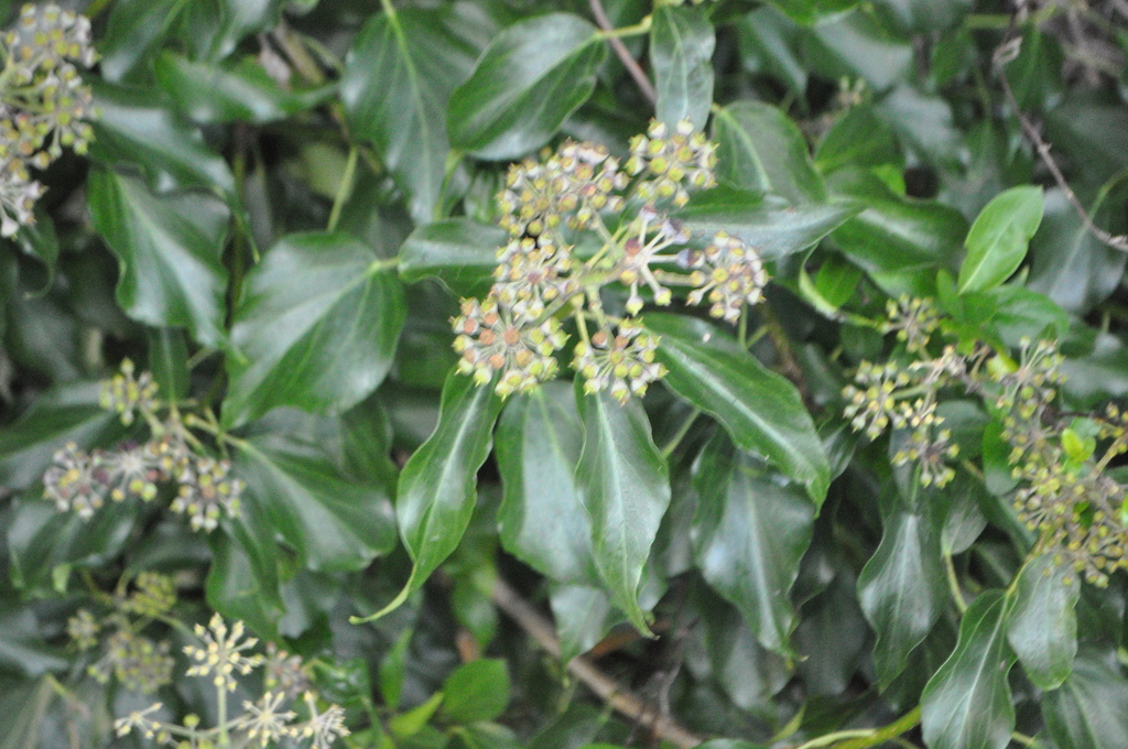 common ivy from Waikanae, New Zealand on April 28, 2023 at 0730 AM by Tony Wills · iNaturalist