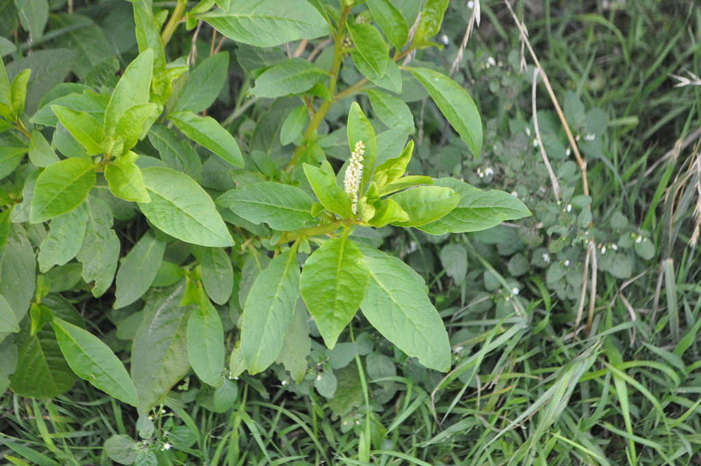 Inkweed from Waikanae, New Zealand on April 28, 2023 at 07:31 AM by ...