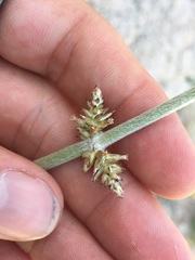 Froelichia xantusii