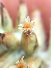 Froelichia xantusii