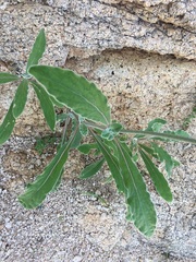 Froelichia xantusii