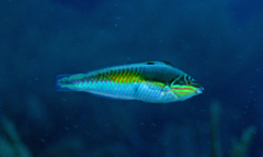 Halichoeres maculipinna