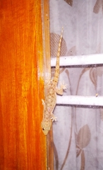 Hemidactylus brookii