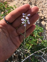 Polygala magdalenae