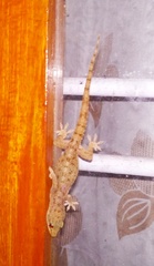 Hemidactylus brookii