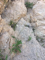 Froelichia xantusii