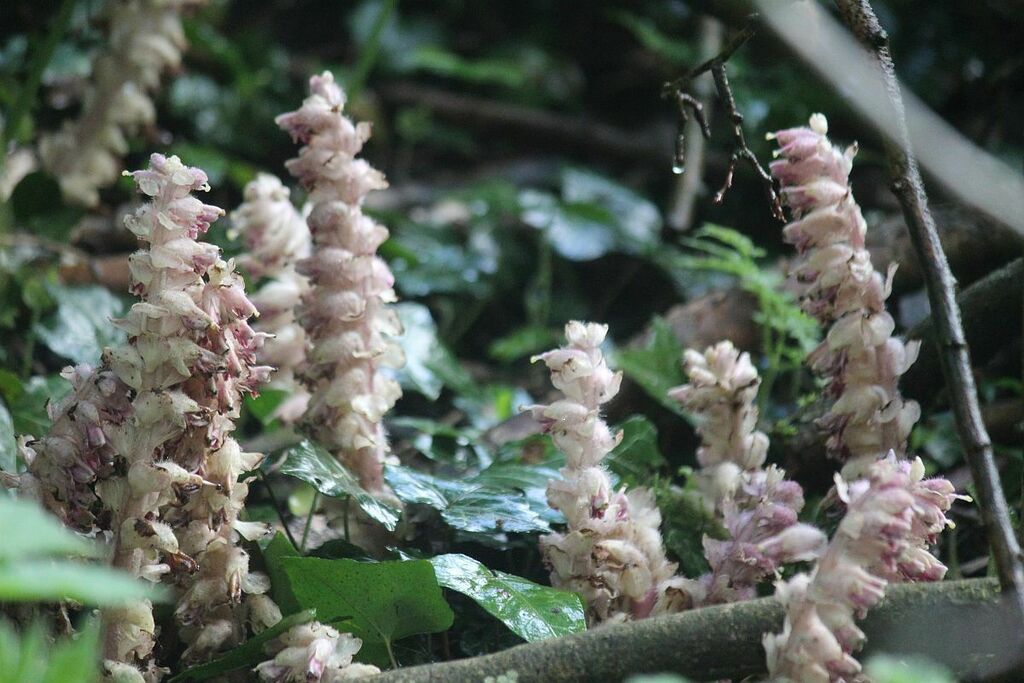 common-toothwort-from-wren-s-nest-dudley-dy1-uk-on-may-01-2023-at-07