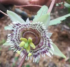 Passiflora exsudans