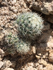 Mammillaria schumannii