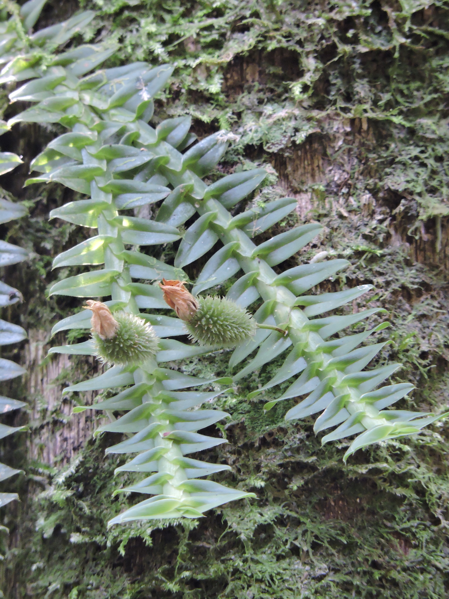 Dichaea pendula