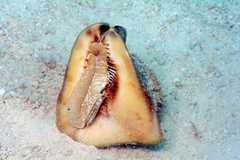Cassis tuberosa image