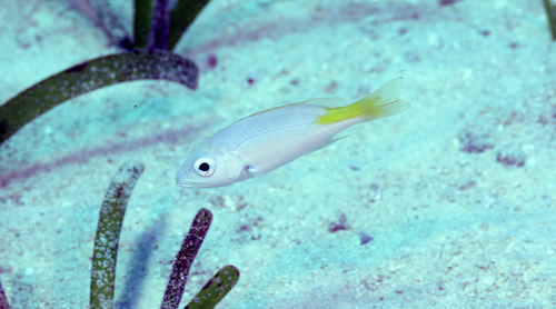 Blackfin Snapper
