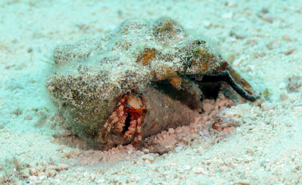 Paguristes erythrops