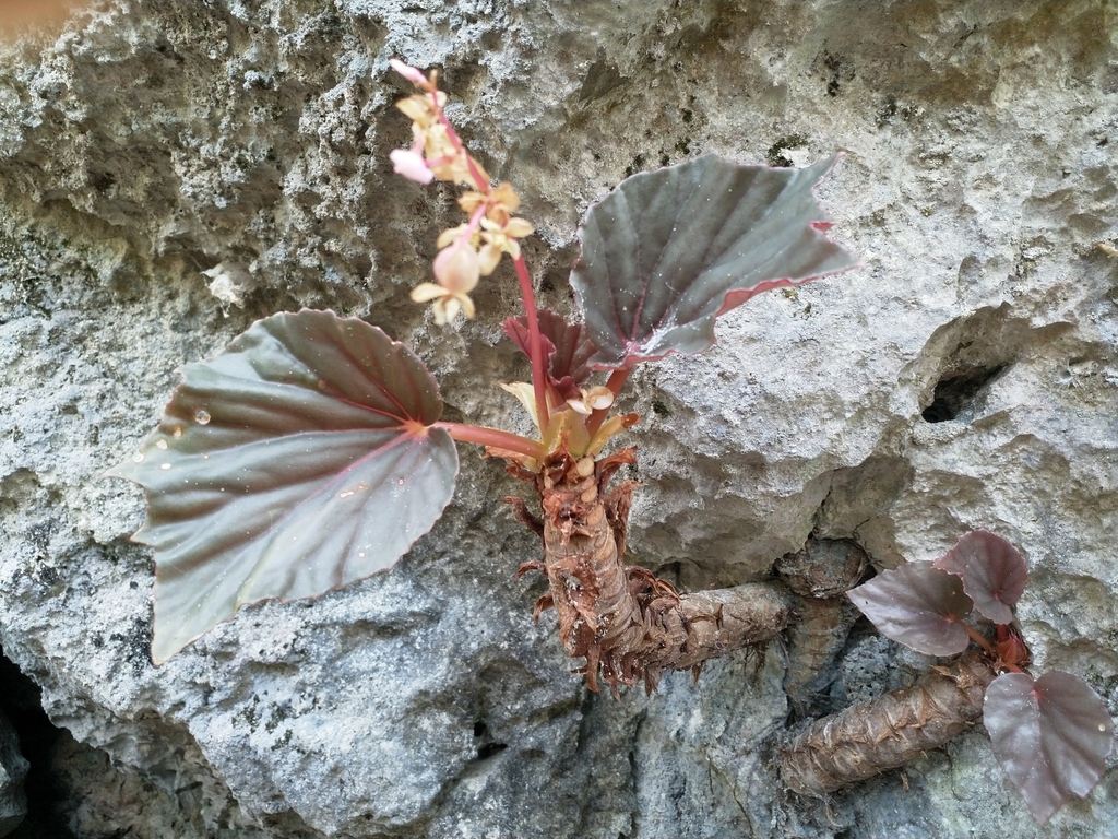 Begonia elnidoensis