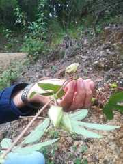 Passiflora exsudans
