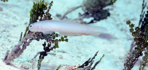 Hovering dartfish (Ptereleotris helenae) — Microdesmidae