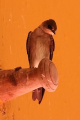 Stelgidopteryx serripennis ridgwayi