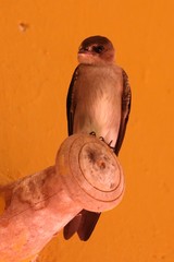 Stelgidopteryx serripennis ridgwayi