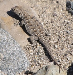 Many-Spotted Tree Iguana photo 5