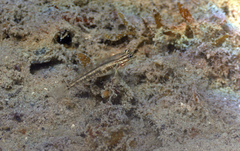 Coryphopterus glaucofraenum