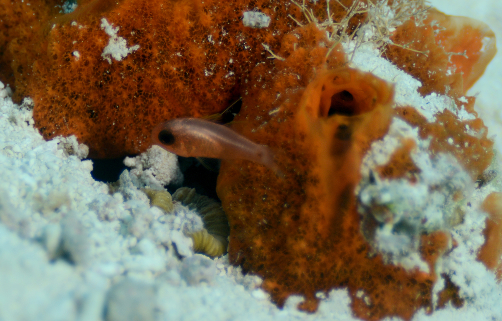 Sawcheek Cardinalfish