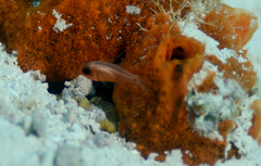 Apogon quadrisquamatus