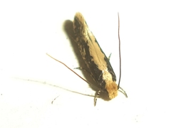 Monopis crocicapitella