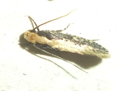 Monopis crocicapitella