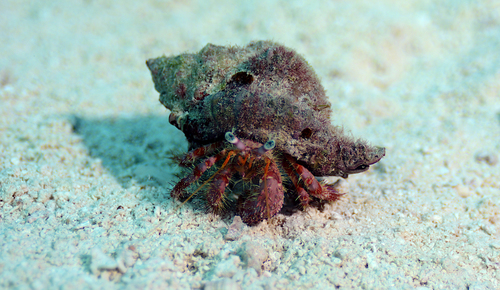 Ermitaño Rojizo Cangrejo ermitaño (Dardanus venosus)
