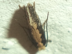 Monopis crocicapitella