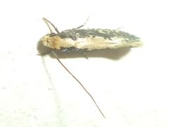 Monopis crocicapitella