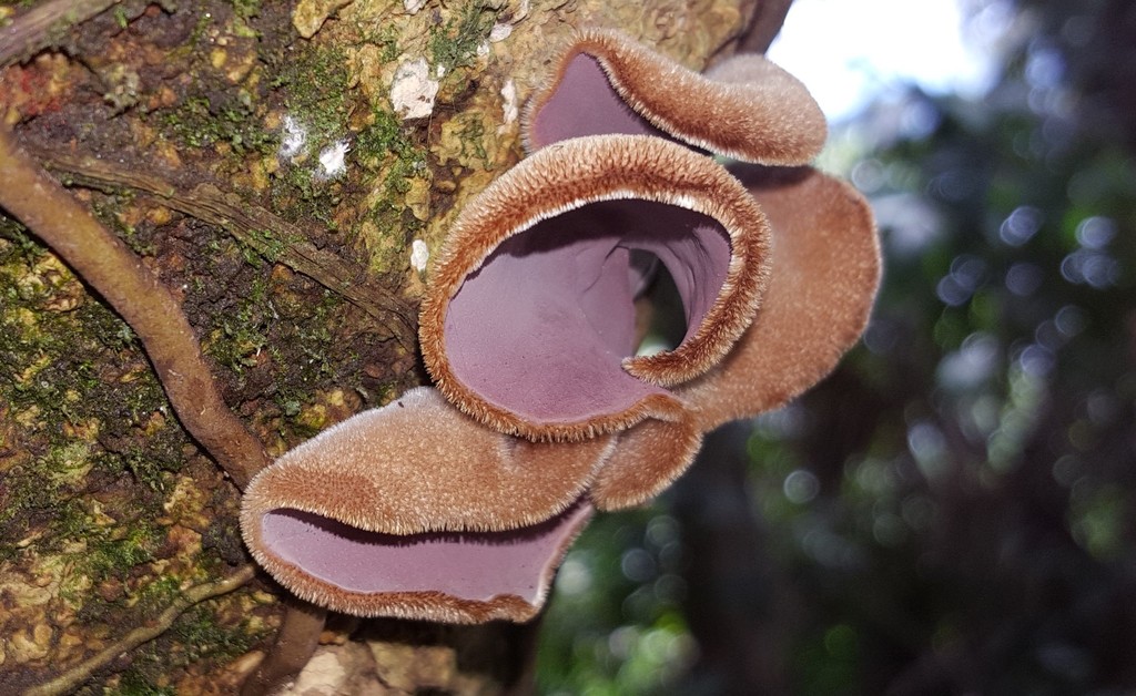 Auricularia nigricans · October 2018 · photo: © alessandradalia (iNaturalist, cc-by-sa)